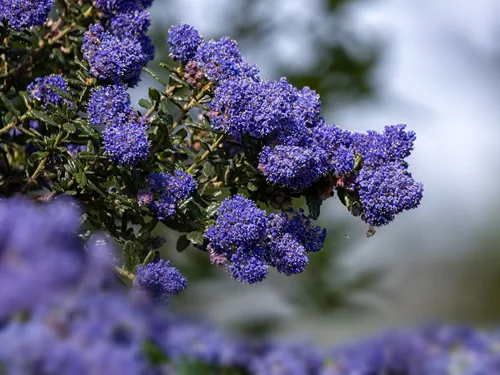 Closeup of flowers of Ceanothus 'Dark Star' in a garden in Spring